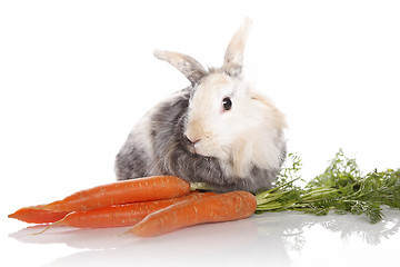 Image showing Rabbit with carrots