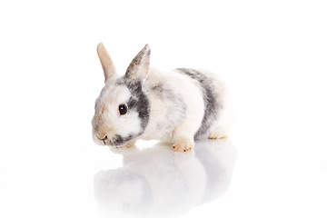Image showing White Rabbit 