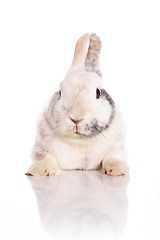 Image showing White Rabbit 