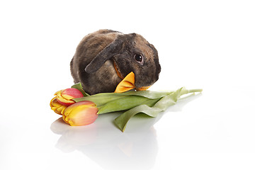 Image showing Rabbit with bow tie and tulips