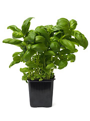 Image showing Basil herb on white