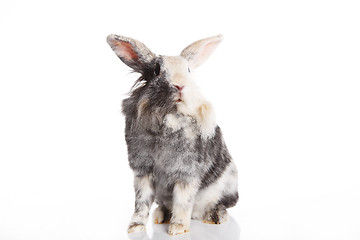 Image showing Angora Mix Rabbit Aries