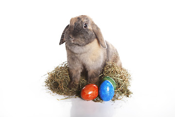 Image showing Easter bunny with colorful eggs