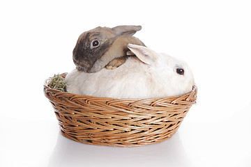 Image showing Two bunnies in brown basket