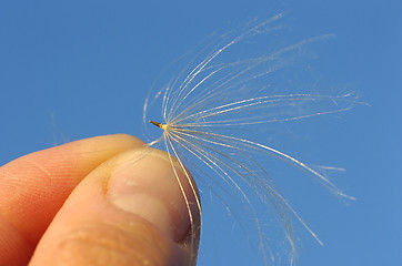 Image showing Thistle between fingers