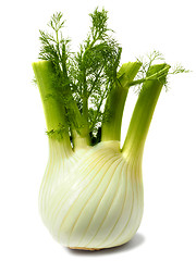 Image showing Florence fennel bulb on white