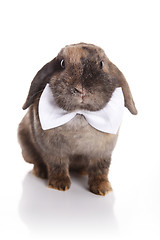 Image showing Rabbit with white bow tie