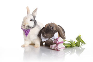 Image showing Hare wedding