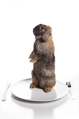 Image showing Brown rabbit on the plate