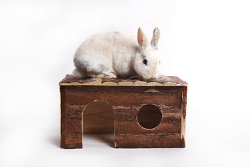 Image showing White rabbit with wooden house