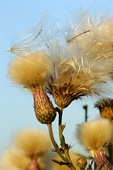 Image showing Thistle