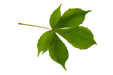 Image showing Chestnut leaf