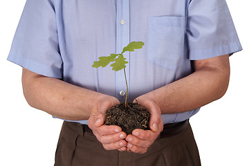 Image showing Man with young oak tree