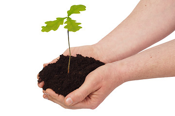 Image showing Man with young oak tree