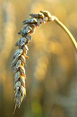 Image showing Wheat ripe