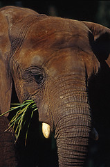 Image showing Elephant