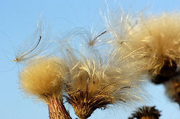 Image showing Dry Thistle