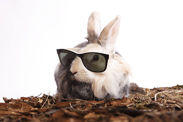 Image showing Rabbit with sun glasses