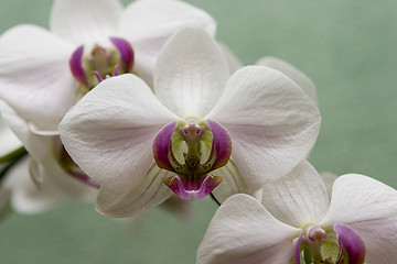 Image showing White orchid