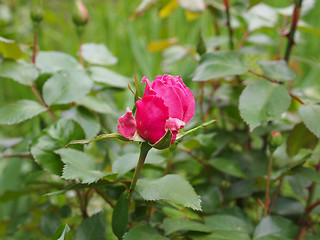 Image showing A rose