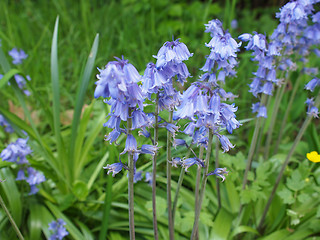 Image showing Mertensia virginica flower