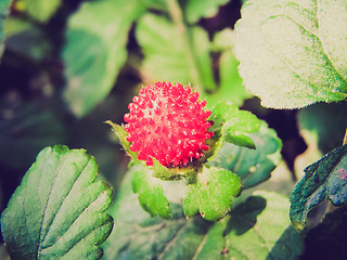 Image showing Retro look Strawberries