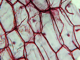 Image showing Onion epidermus micrograph