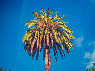Image showing Retro look Palm tree