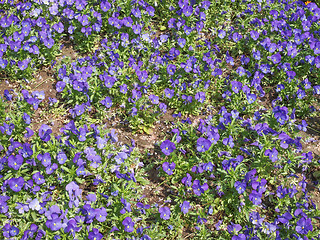 Image showing Viola flower