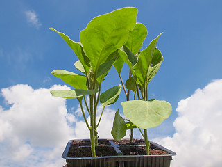 Image showing Plug aubergine plant