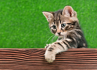 Image showing Cute kitten