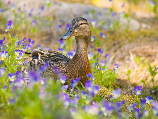 Image showing Female mallard