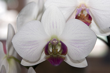 Image showing White orchid