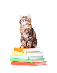 Image showing Kitten with books