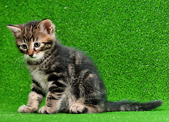 Image showing Cute kitten