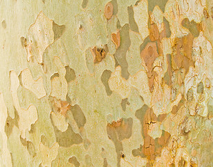 Image showing Tree texture