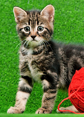 Image showing Cute kitten