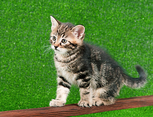 Image showing Cute kitten