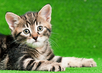 Image showing Cute kitten