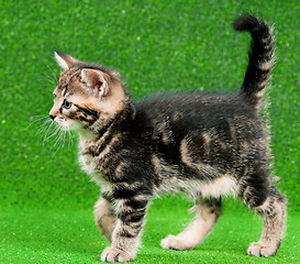 Image showing Cute kitten