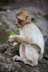 Image showing Little monkey at the waterfalls in Kascades Douzude