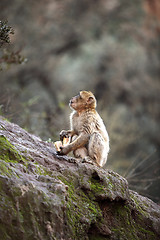 Image showing Little monkey at the waterfalls in Kascades Douzude