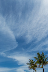 Image showing Tropical green palm trees in Bali, Indonesia