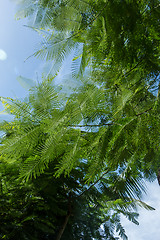 Image showing Quiet village lane with lush vegetation in Bali