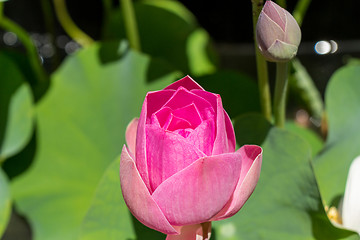 Image showing Beautiful fragrant pink water lily