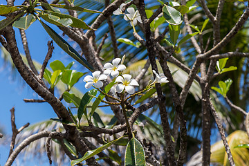 Image showing Frangipani flowers on the tree