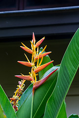 Image showing Colorful orange tropical strelitzia flowers