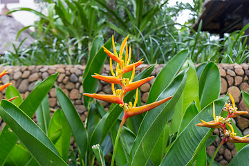 Image showing Colorful orange tropical strelitzia flowers