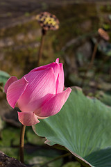 Image showing Beautiful pink water lily bud