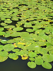 Image showing Water lilies